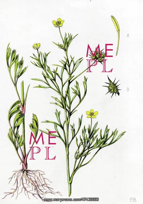 : Ranunculus arvensis : Ranunculus arvensis
