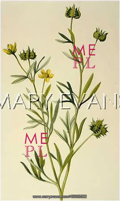  : RANUNCULUS ARVENSIS