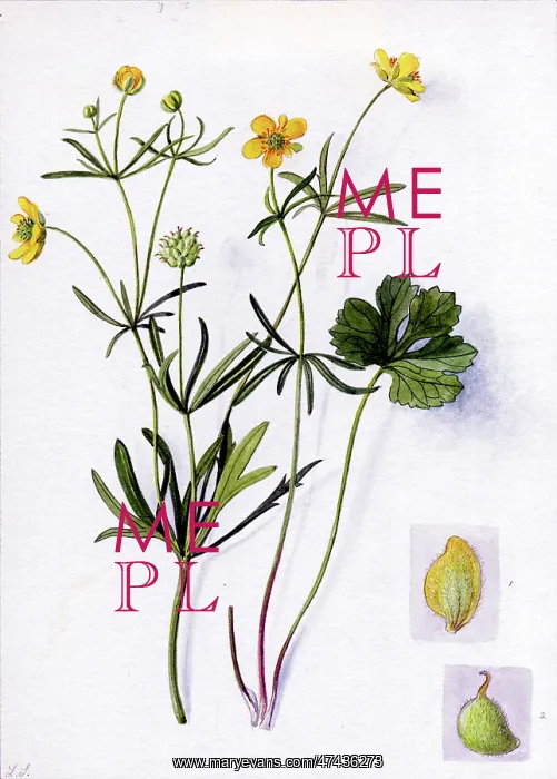 : Ranunculus auricomus : Ranunculus auricomus