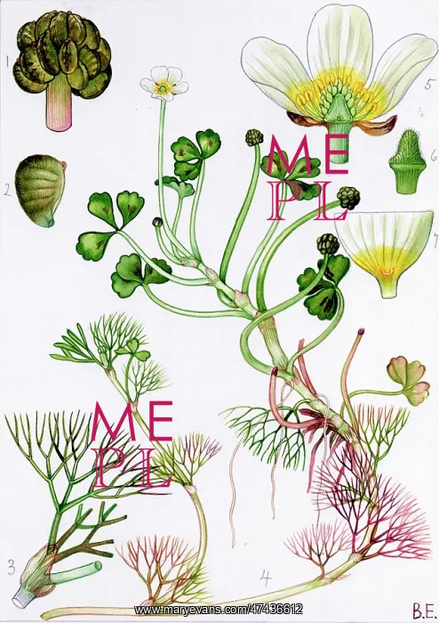  : Ranunculus baudotii