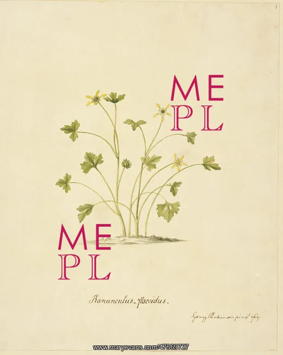 : Ranunculus biternatus, antarctic buttercup : Ranunculus biternatus, antarctic buttercup