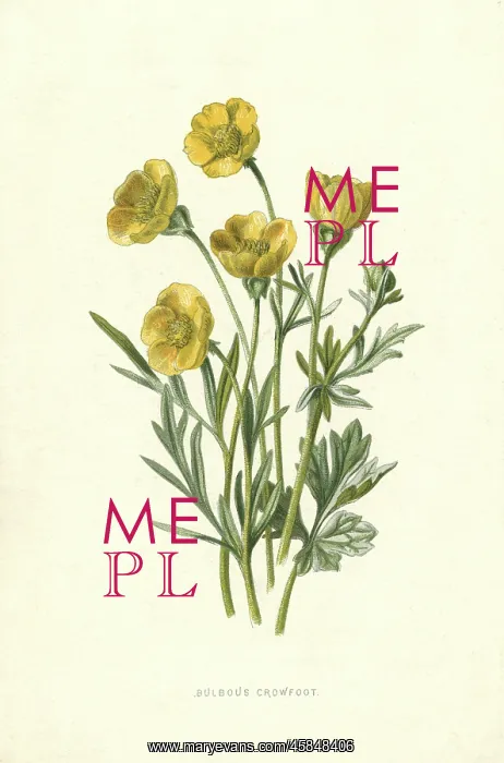  : RANUNCULUS BULBOSUS