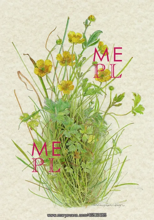  : RANUNCULUS BULBOSUS