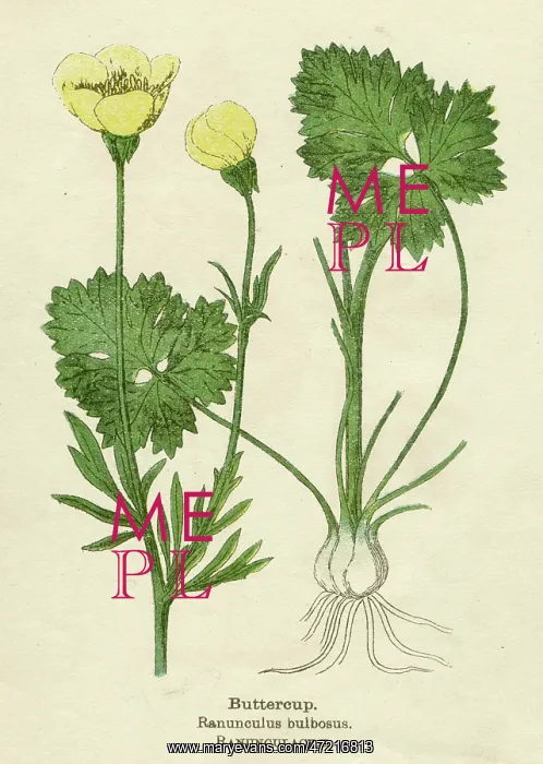  : RANUNCULUS BULBOSUS