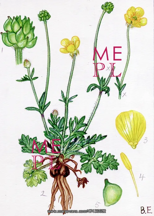 : Ranunculus bulbosus : Ranunculus bulbosus