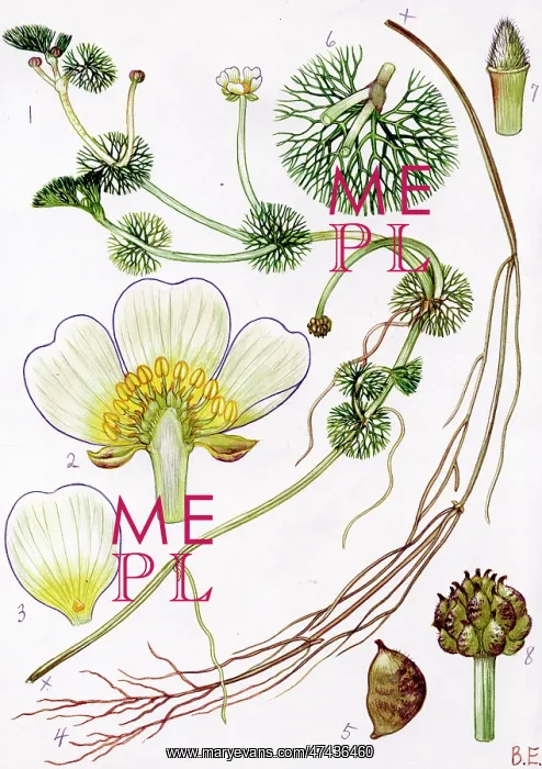  : Ranunculus circinatus