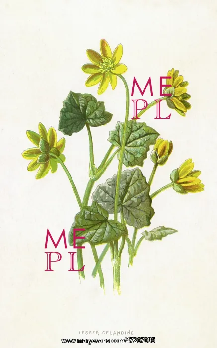  : RANUNCULUS FICARIA
