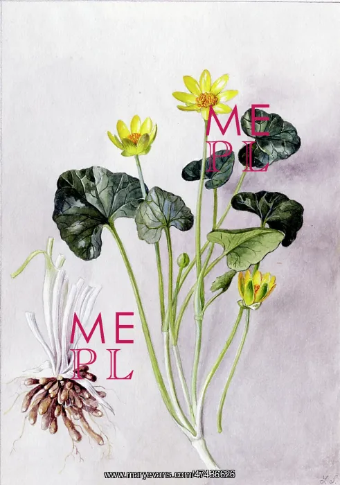 : Ranunculus ficaria : Ranunculus ficaria
