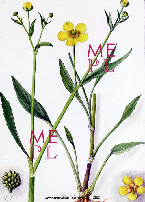  : Ranunculus flammula