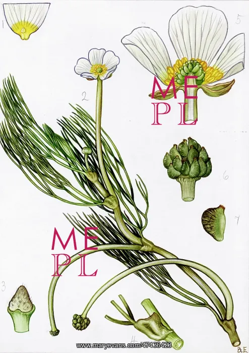  : Ranunculus fluitans