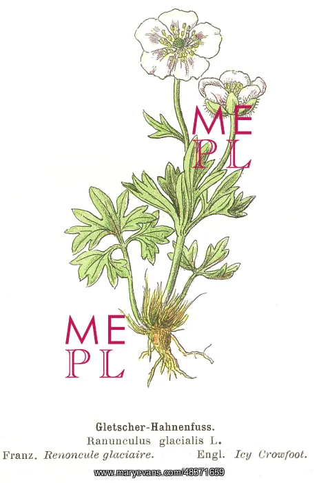 : Ranunculus glacialis : Ranunculus glacialis