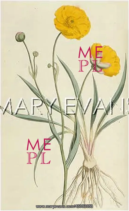  : RANUNCULUS GRAMINEUS