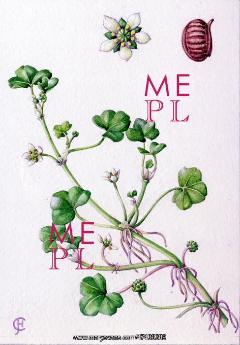  : Ranunculus hederaceus