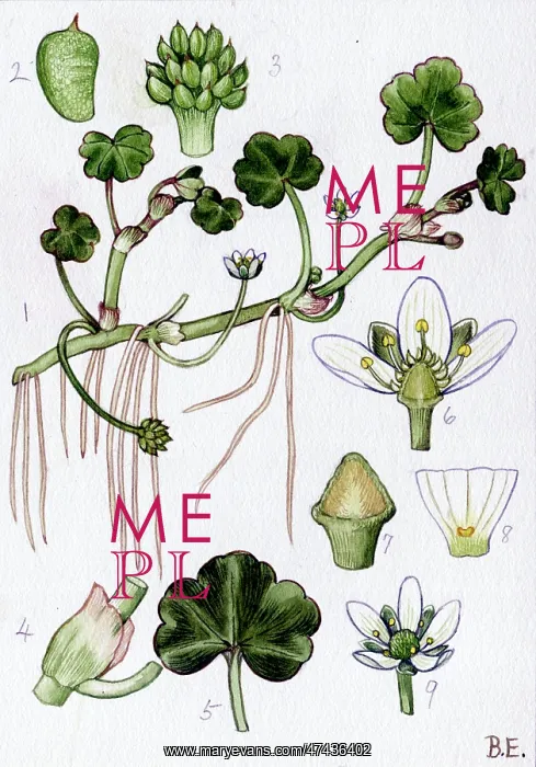  : Ranunculus Lenormandi