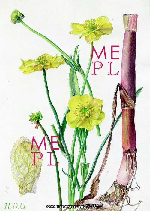 : Ranunculus lingua : Ranunculus lingua