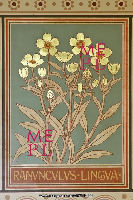 : Ranunculus lingua, greater spearwort : Ranunculus lingua, greater spearwort