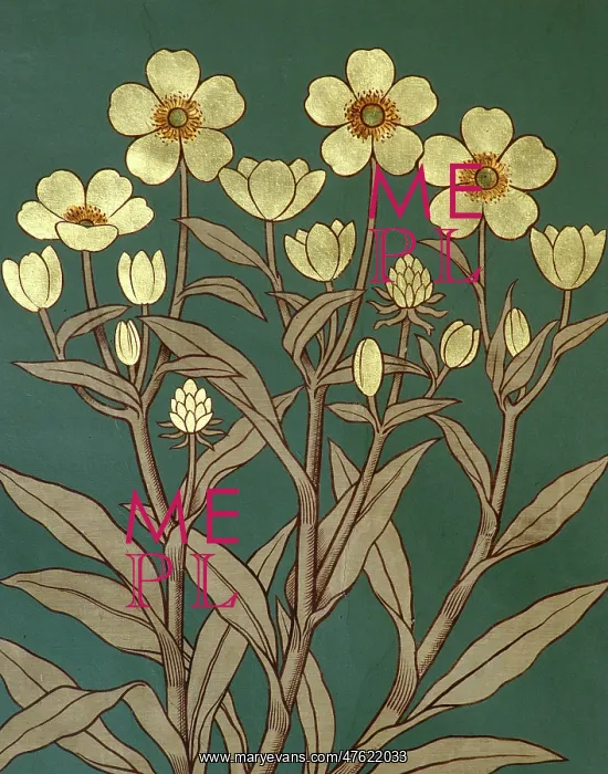 : Ranunculus lingua, greater spearwort : Ranunculus lingua, greater spearwort