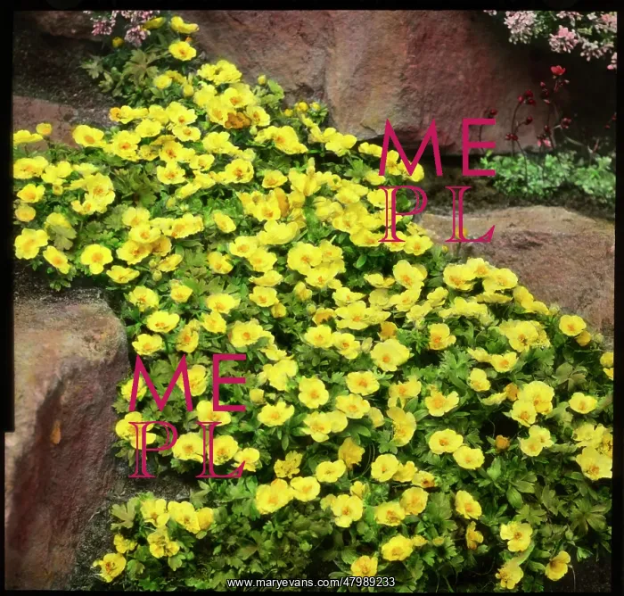 : Ranunculus Montanus (Montana Buttercup) : Ranunculus Montanus (Montana Buttercup)