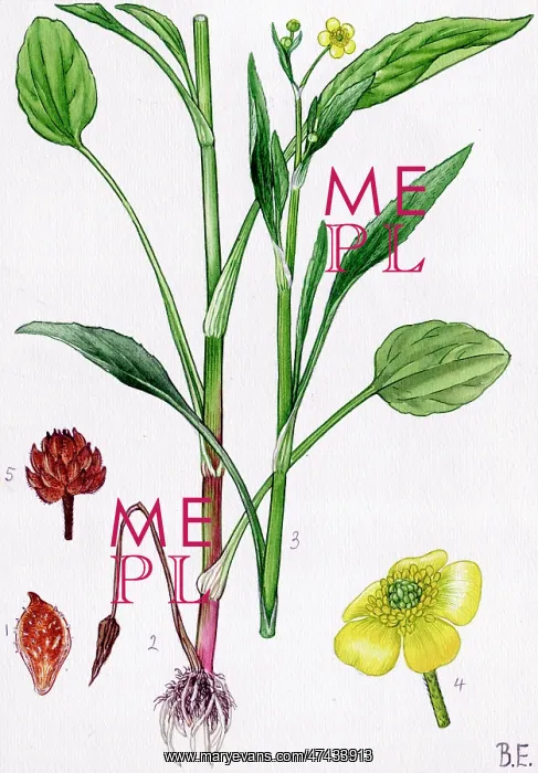 : Ranunculus ophioglossifolius : Ranunculus ophioglossifolius