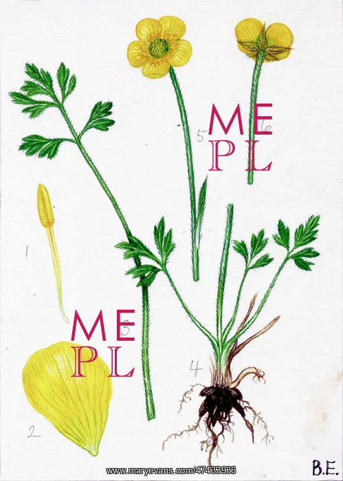  : Ranunculus paludosus