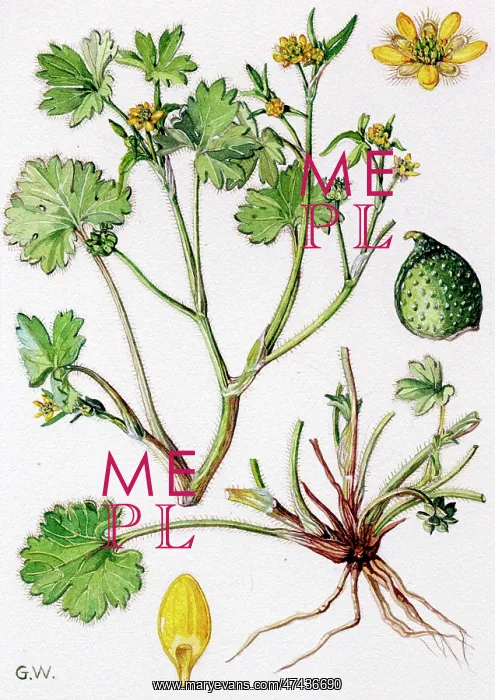 : Ranunculus parviflorus