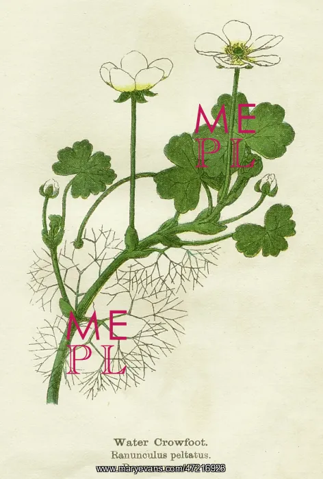  : RANUNCULUS PELTATUS