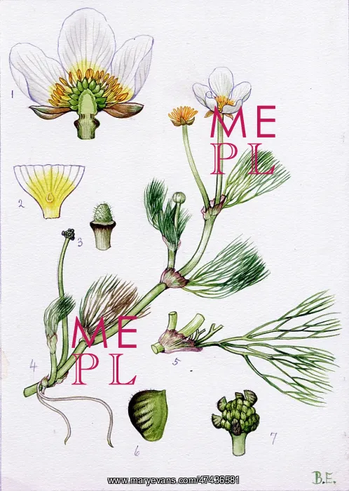  : Ranunculus pseudo-fluitans
