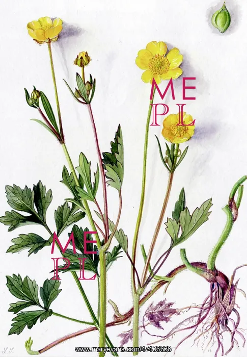  : Ranunculus repens