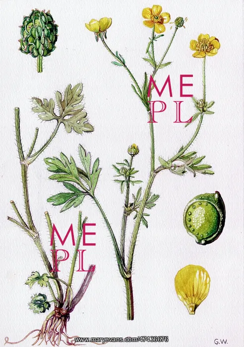  : Ranunculus sardous