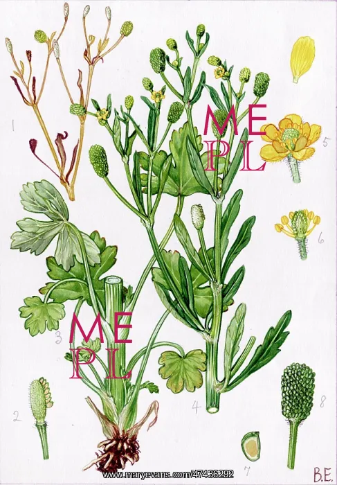 : Ranunculus sceleratus : Ranunculus sceleratus