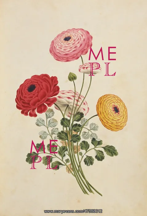 : Ranunculus sp. buttercup : Ranunculus sp. buttercup