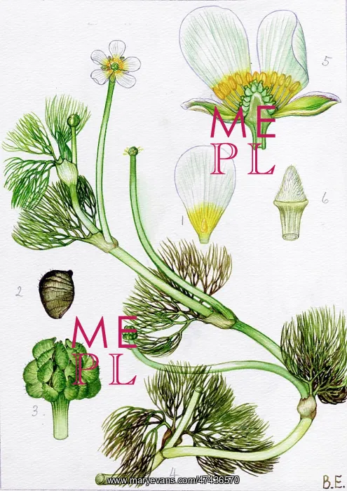  : Ranunculus sphaerospermus