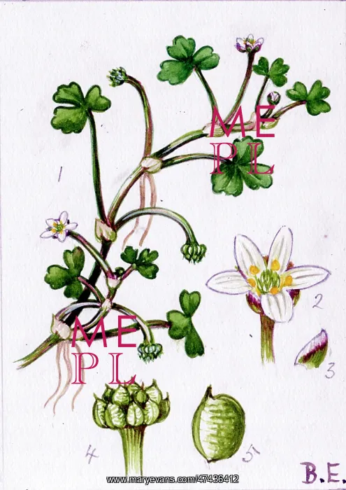  : Ranunculus tripartitus