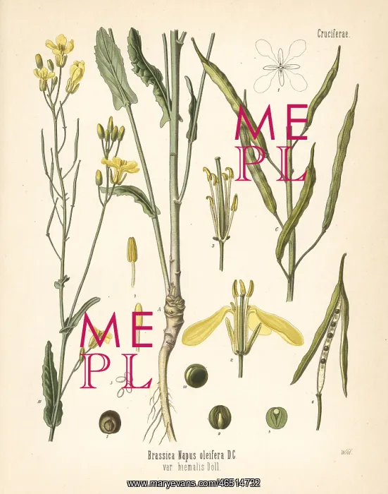 : Rapeseed or rape, Brassica napus : Rapeseed or rape, Brassica napus