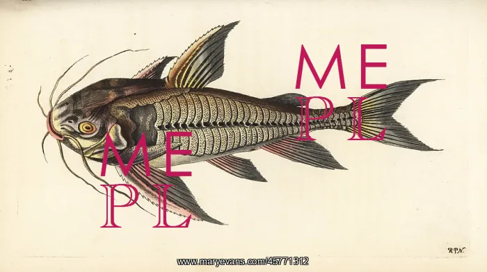 : Raphael catfish, Platydoras costatus : Raphael catfish, Platydoras costatus
