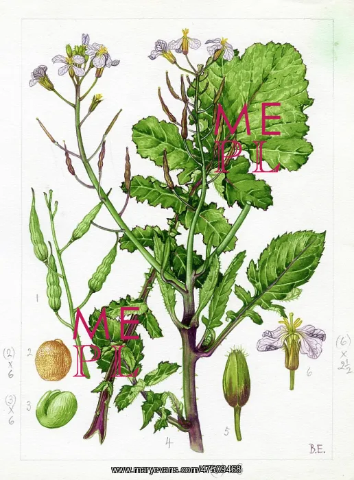 : Raphanus maritimus - sea radish : Raphanus maritimus - sea radish
