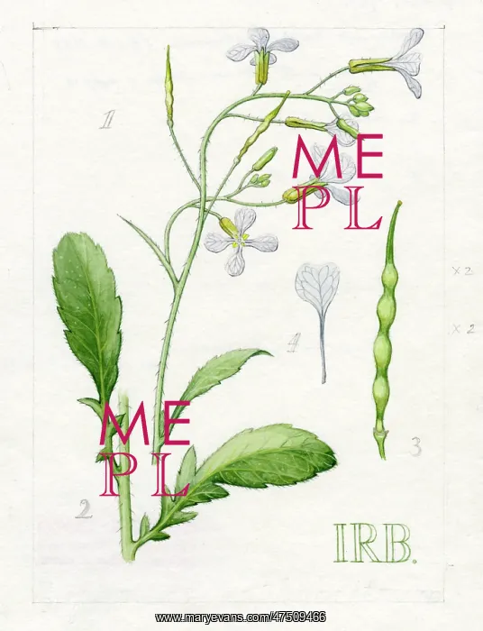 : Raphanus raphanistrum - wild radish : Raphanus raphanistrum - wild radish