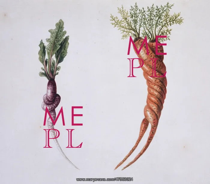 : Raphanus spp. radish and Daucus carota, carrot : Raphanus spp. radish and Daucus carota, carrot