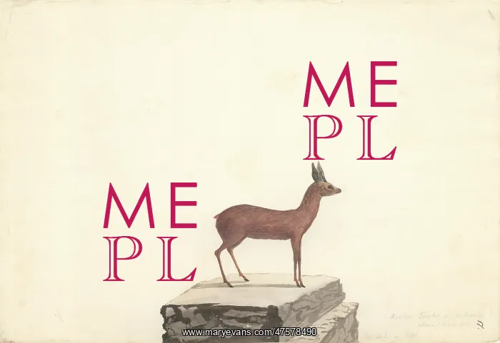 : Raphicerus melanotis, cape grysbok : Raphicerus melanotis, cape grysbok