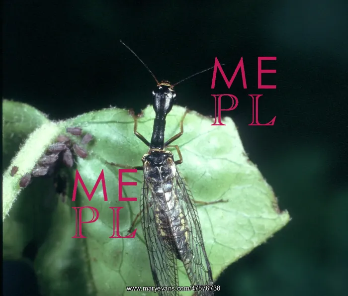 : Raphidia sp. snakefly : Raphidia sp. snakefly