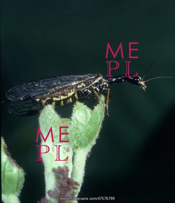 : Raphidia sp. snakefly : Raphidia sp. snakefly