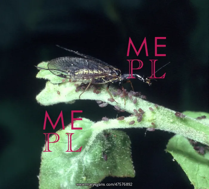 : Raphidia sp. snakefly : Raphidia sp. snakefly