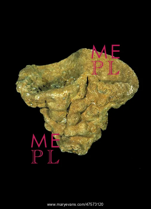 : Raphiidonema faringdone, calcareous sponge : Raphiidonema faringdone, calcareous sponge