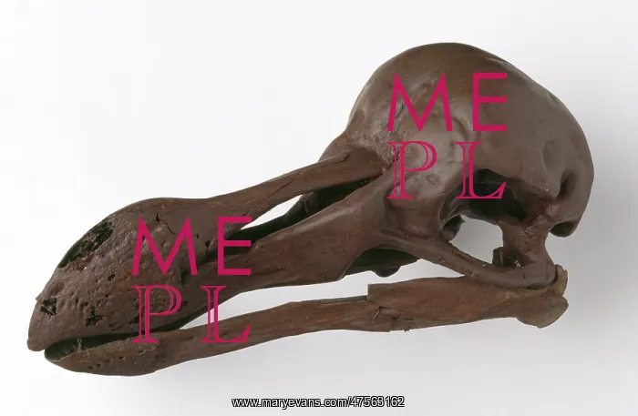 : Raphus cucullatus, dodo : Raphus cucullatus, dodo