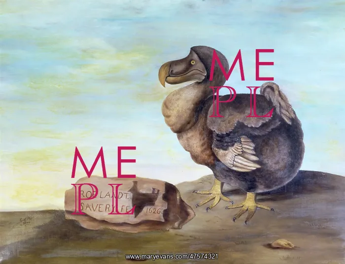 : Raphus cucullatus, dodo : Raphus cucullatus, dodo