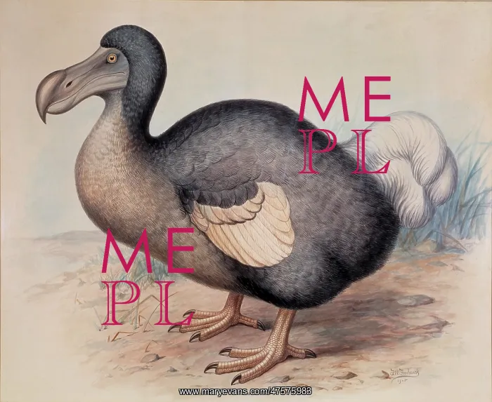 : Raphus cucullatus, dodo : Raphus cucullatus, dodo