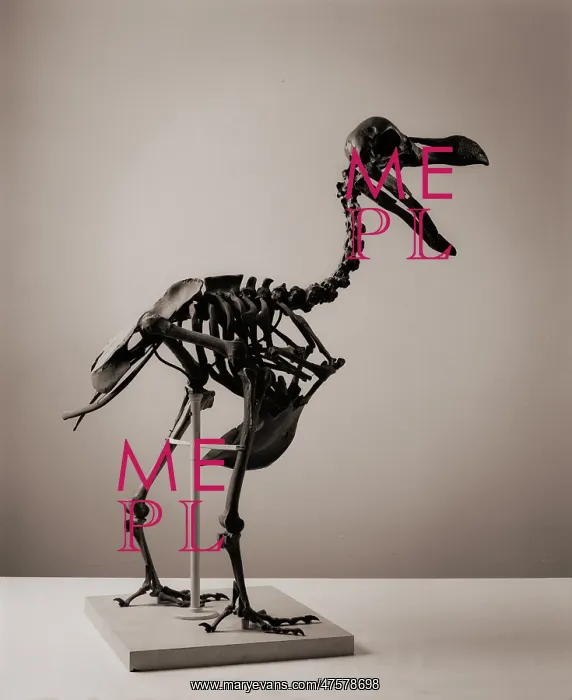 : Raphus cucullatus, dodo : Raphus cucullatus, dodo