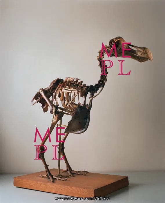 : Raphus cucullatus, dodo : Raphus cucullatus, dodo