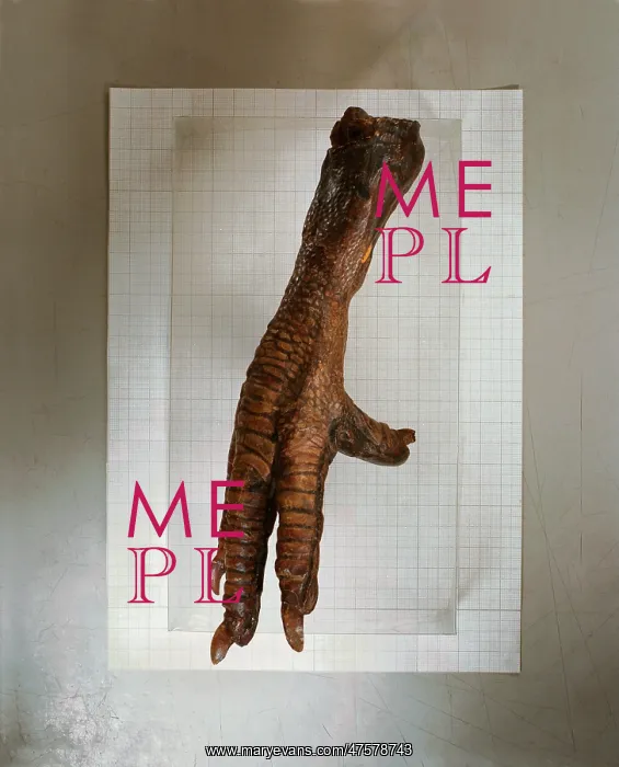 : Raphus cucullatus, dodo : Raphus cucullatus, dodo