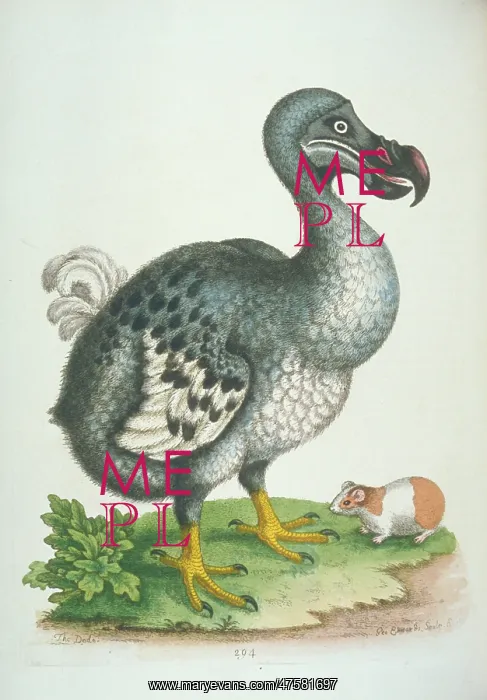 : Raphus cucullatus, dodo : Raphus cucullatus, dodo